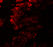 Golgin A5 antibody, 7387, ProSci, Immunofluorescence image 
