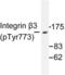 Integrin Subunit Beta 3 antibody, LS-C177915, Lifespan Biosciences, Western Blot image 