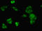 Midkine antibody, LS-C285700, Lifespan Biosciences, Immunofluorescence image 