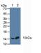Cyclic AMP-dependent transcription factor ATF-1 antibody, MBS2028444, MyBioSource, Western Blot image 