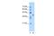 Transmembrane Protein 59 Like antibody, PA5-42940, Invitrogen Antibodies, Western Blot image 