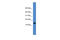 Ubiquitin-fold modifier 1 antibody, ARP59400_P050, Aviva Systems Biology, Western Blot image 