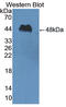 Peptidase Inhibitor 16 antibody, LS-C375052, Lifespan Biosciences, Western Blot image 