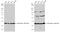 Protein Phosphatase 2 Catalytic Subunit Alpha antibody, PA5-78120, Invitrogen Antibodies, Western Blot image 