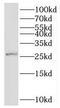 Shisa Family Member 4 antibody, FNab07848, FineTest, Western Blot image 