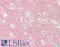 Synaptotagmin 1 antibody, LS-B12889, Lifespan Biosciences, Immunohistochemistry paraffin image 