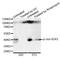 Caspase recruitment domain-containing protein 8 antibody, orb129544, Biorbyt, Western Blot image 