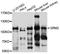 Glutamate Metabotropic Receptor 2 antibody, STJ112578, St John