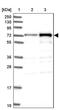 Decapping MRNA 1B antibody, PA5-58894, Invitrogen Antibodies, Western Blot image 
