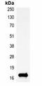 T-cell surface glycoprotein YE1/48 antibody, orb75129, Biorbyt, Immunoprecipitation image 