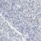 Reticulon 3 antibody, PA5-53360, Invitrogen Antibodies, Immunohistochemistry frozen image 