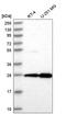 EMG1 N1-Specific Pseudouridine Methyltransferase antibody, HPA039304, Atlas Antibodies, Western Blot image 