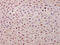 TSPY Like 5 antibody, GTX51813, GeneTex, Immunohistochemistry paraffin image 