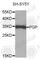 Phosphoglycolate Phosphatase antibody, A10002, ABclonal Technology, Western Blot image 