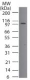 Transmembrane Protein 123 antibody, NB100-56371, Novus Biologicals, Western Blot image 