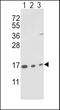 Peptidylprolyl Isomerase A antibody, LS-C163898, Lifespan Biosciences, Western Blot image 
