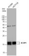 Eukaryotic Translation Initiation Factor 4E Binding Protein 1 antibody, NBP2-16307, Novus Biologicals, Western Blot image 