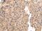 Vesicle Associated Membrane Protein 5 antibody, PA5-51155, Invitrogen Antibodies, Immunohistochemistry frozen image 