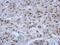 Cold Inducible RNA Binding Protein antibody, PA5-31661, Invitrogen Antibodies, Immunohistochemistry paraffin image 