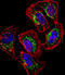 Hes Related Family BHLH Transcription Factor With YRPW Motif Like antibody, LS-C166849, Lifespan Biosciences, Immunofluorescence image 