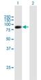 Regulatory Factor X2 antibody, H00005990-B01P, Novus Biologicals, Western Blot image 