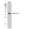 CAMP Responsive Element Binding Protein 1 antibody, LS-C380681, Lifespan Biosciences, Western Blot image 