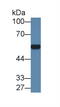 Arylsulfatase A antibody, abx131332, Abbexa, Western Blot image 