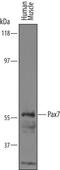 Paired Box 7 antibody, AF6670, R&D Systems, Western Blot image 