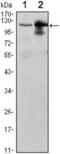 Ubiquitin Like Modifier Activating Enzyme 7 antibody, abx011667, Abbexa, Enzyme Linked Immunosorbent Assay image 