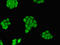 MAX Interactor 1, Dimerization Protein antibody, LS-C678710, Lifespan Biosciences, Immunofluorescence image 