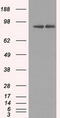 Heat Shock Protein 90 Alpha Family Class B Member 1 antibody, MBS830920, MyBioSource, Western Blot image 