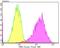Core-Binding Factor Subunit Beta antibody, NBP2-76981, Novus Biologicals, Flow Cytometry image 