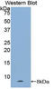 Natriuretic Peptide A antibody, LS-C292958, Lifespan Biosciences, Western Blot image 