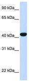 FAH antibody, TA346160, Origene, Western Blot image 