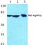 Protein Kinase C Delta antibody, A00822Y52, Boster Biological Technology, Western Blot image 