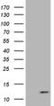 ATP Synthase Membrane Subunit E antibody, MA5-27538, Invitrogen Antibodies, Western Blot image 