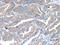 RAB2A, Member RAS Oncogene Family antibody, CSB-PA287240, Cusabio, Immunohistochemistry frozen image 