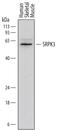 SRSF Protein Kinase 3 antibody, MAB72301, R&D Systems, Western Blot image 