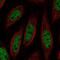 DiGeorge Syndrome Critical Region Gene 2 antibody, PA5-67399, Invitrogen Antibodies, Immunofluorescence image 