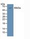 Podocalyxin Like antibody, LS-C295987, Lifespan Biosciences, Western Blot image 