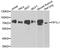 Factor Interacting With PAPOLA And CPSF1 antibody, orb247826, Biorbyt, Western Blot image 