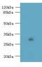 Transmembrane Protein 176B antibody, LS-C376843, Lifespan Biosciences, Western Blot image 