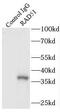 RAD51 Recombinase antibody, FNab07079, FineTest, Immunoprecipitation image 