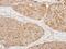 Mitochondrial Ribosomal Protein S22 antibody, PA5-28478, Invitrogen Antibodies, Immunohistochemistry paraffin image 