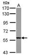 WD Repeat Domain 49 antibody, LS-C155720, Lifespan Biosciences, Western Blot image 