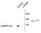 Protein Phosphatase 1 Regulatory Inhibitor Subunit 1B antibody, NB300-234, Novus Biologicals, Western Blot image 