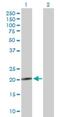 Neurensin 2 antibody, H00080023-B01P, Novus Biologicals, Western Blot image 