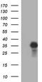 Proopiomelanocortin antibody, LS-C174806, Lifespan Biosciences, Western Blot image 