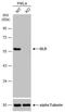 Dihydrolipoamide Dehydrogenase antibody, NBP2-19361, Novus Biologicals, Western Blot image 