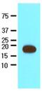 Streptavidin antibody, NBP1-04345, Novus Biologicals, Western Blot image 